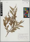 Foto von Salix alba L.